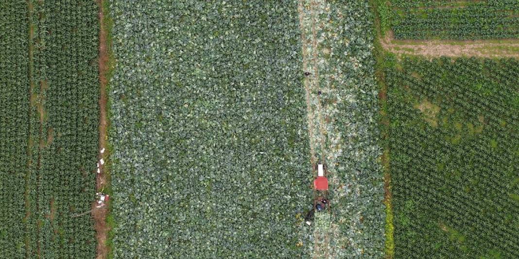 25.000 dekarda hasat başladı! Kış sofralarının olmazsa olmazı: Tarlada 8 liradan satılıyor 2